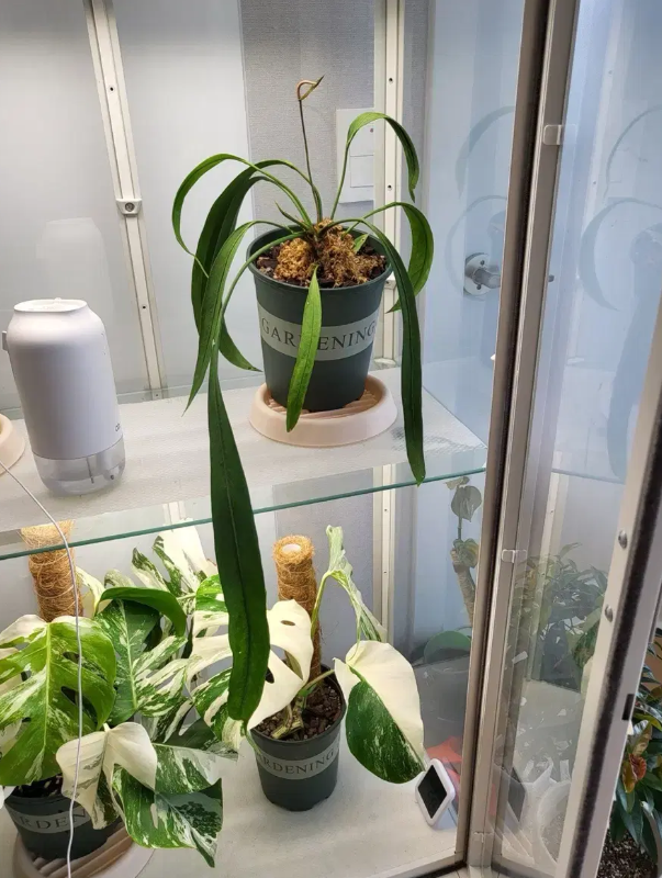 옥자연이 선택한 이케아 밀스보, 아파트에서 식물장 하나로 텃밭 자연주의 (+나혼산 리뷰)