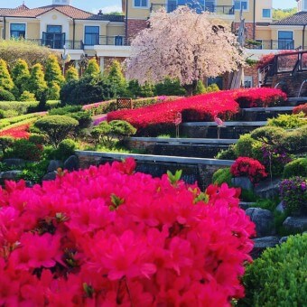 베어트리파크 철쭉제