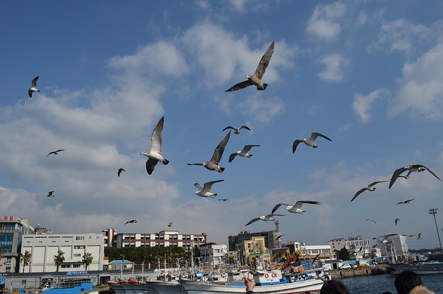 서귀포의 어느 항구 이미지