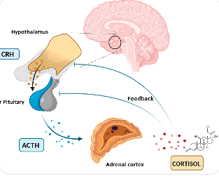 스트레스 호르몬 코르티솔 증가로 복부 지방이 늘어나는 과정