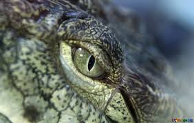 악어가 인상적인 꿈