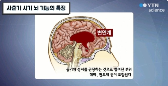 청소년 사회적 고립이 뇌 기능에 미치는 영향 관련 이미지