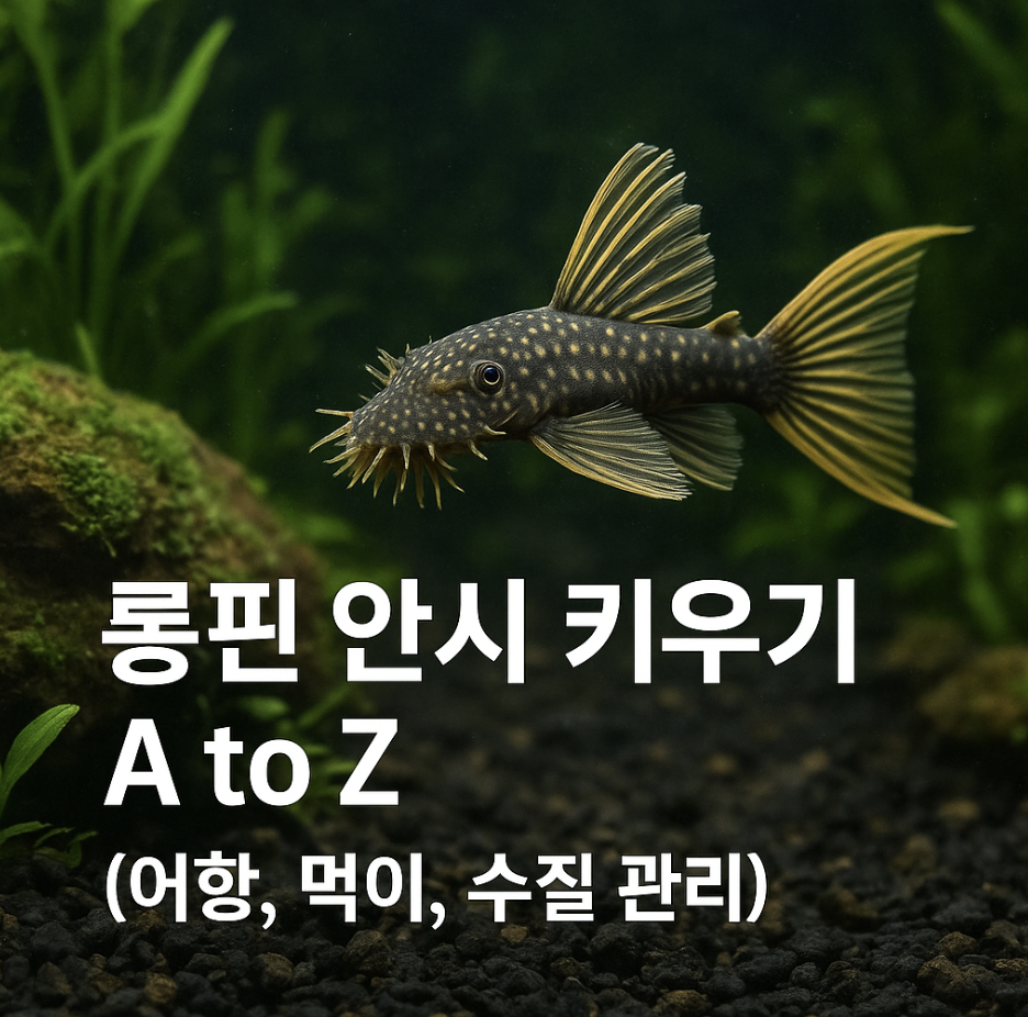 롱핀 안시 키우기 A to Z (어항, 먹이, 수질 관리)