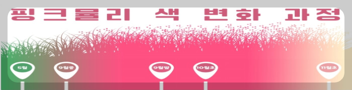 핑크뮬리 색 변화 과정