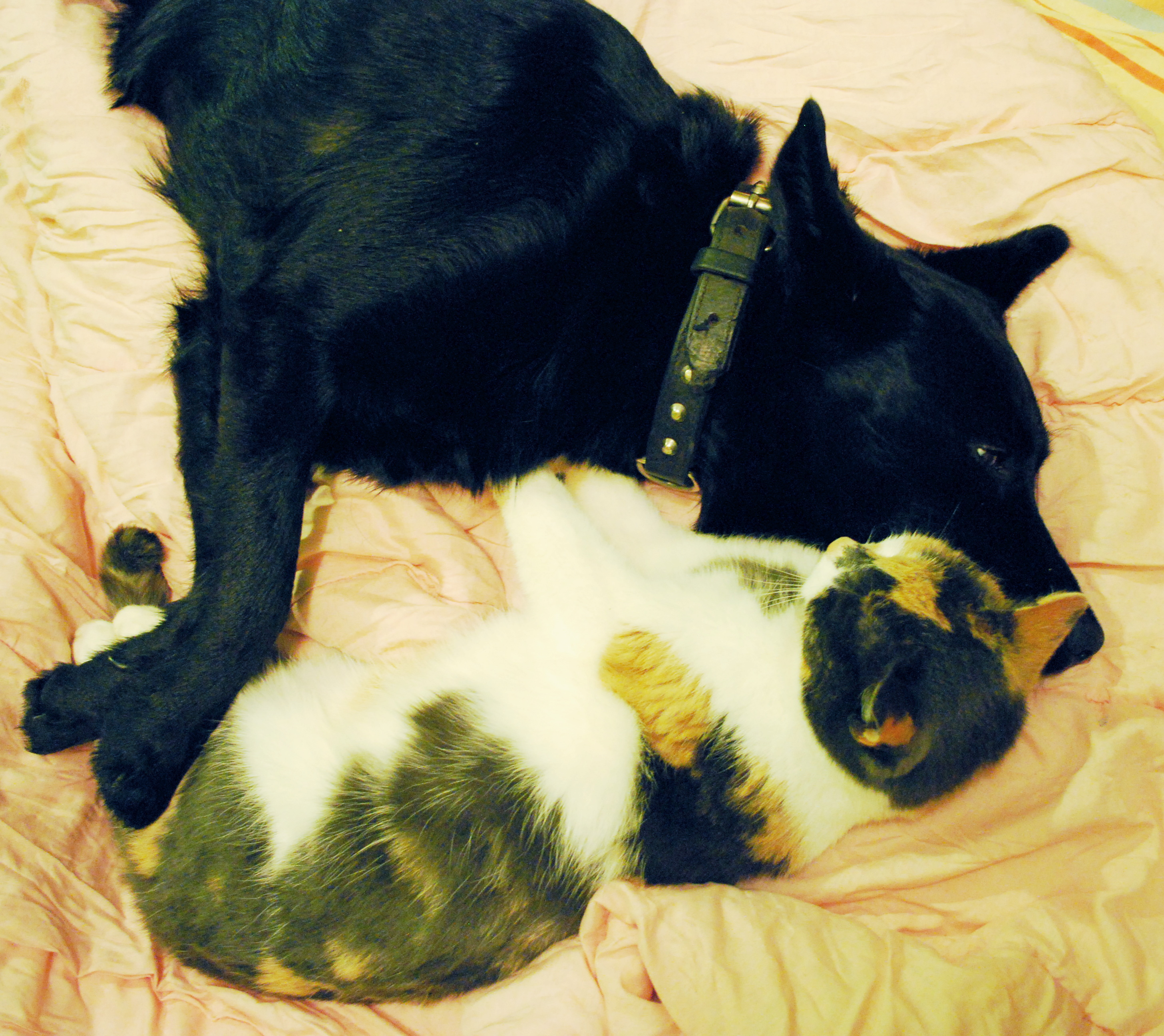 반려동물도 꿈을 꿀까? 사진