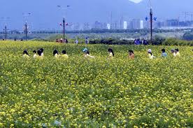 2024 구리 유채꽃 축제 기본일정과 프로그램 소개 민경훈 김나희 울랄라세션 류지광 김연자 황민우 KCM 바다 출연