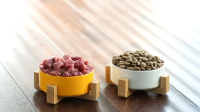 강아지 구토/출처:어도비스톡