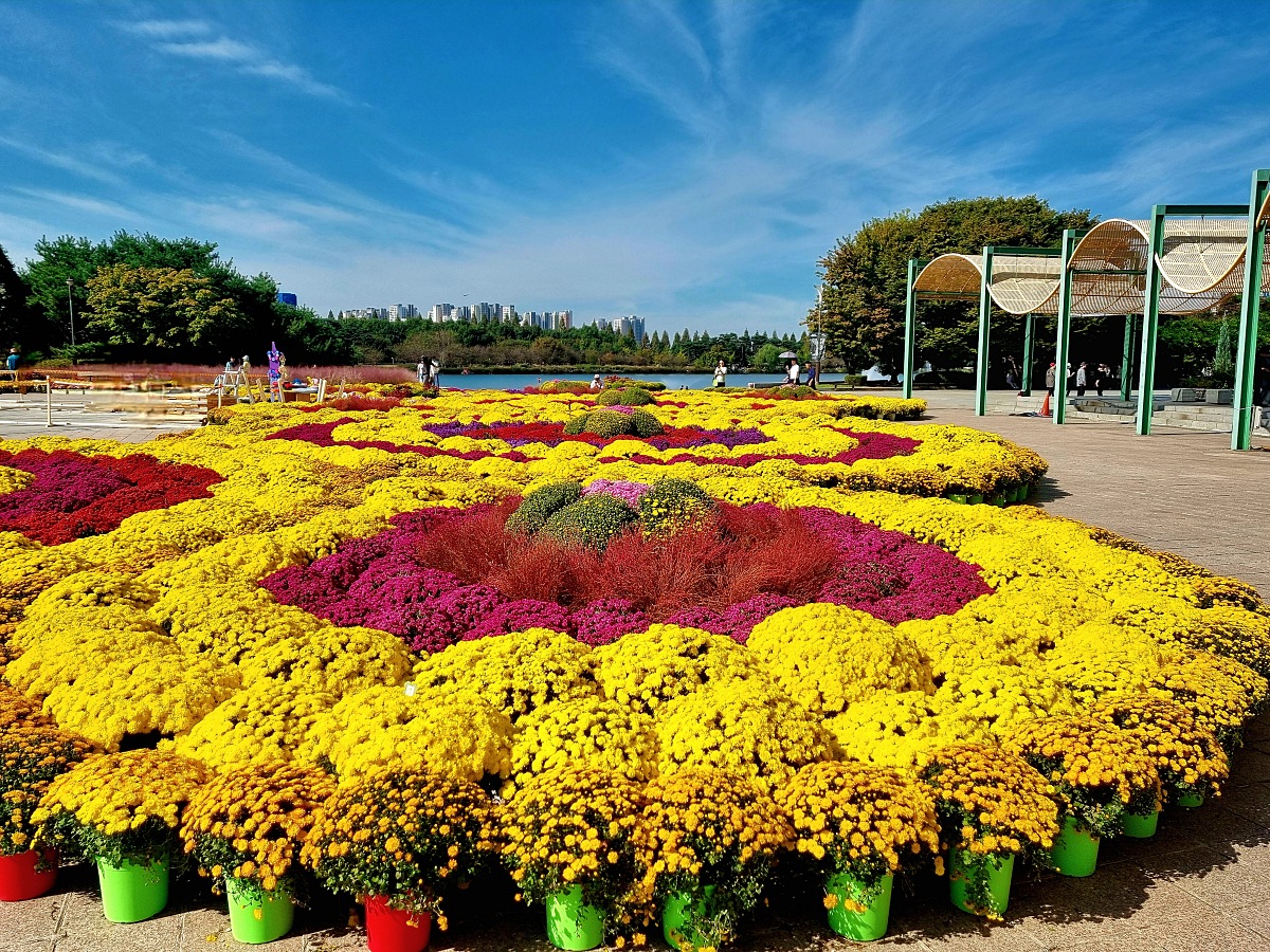 서울 근교 가을꽃 만발한, 경기도 고양시 강매석교공원 창릉천 코스모스축제