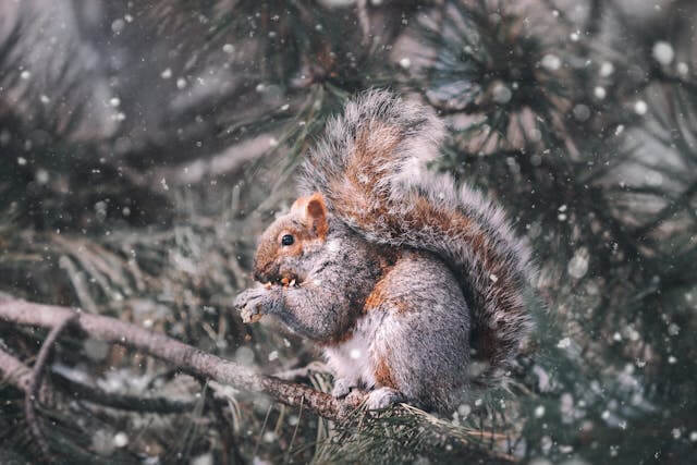 눈 오는 꿈 해몽과 상황 별 의미