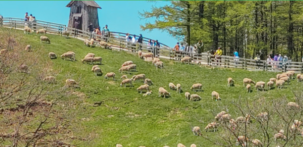 평창 대관령 양떼목장
