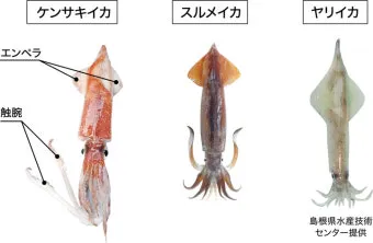 한치 오징어 차이 비교 생김새 맛 식감 완벽 분석_6