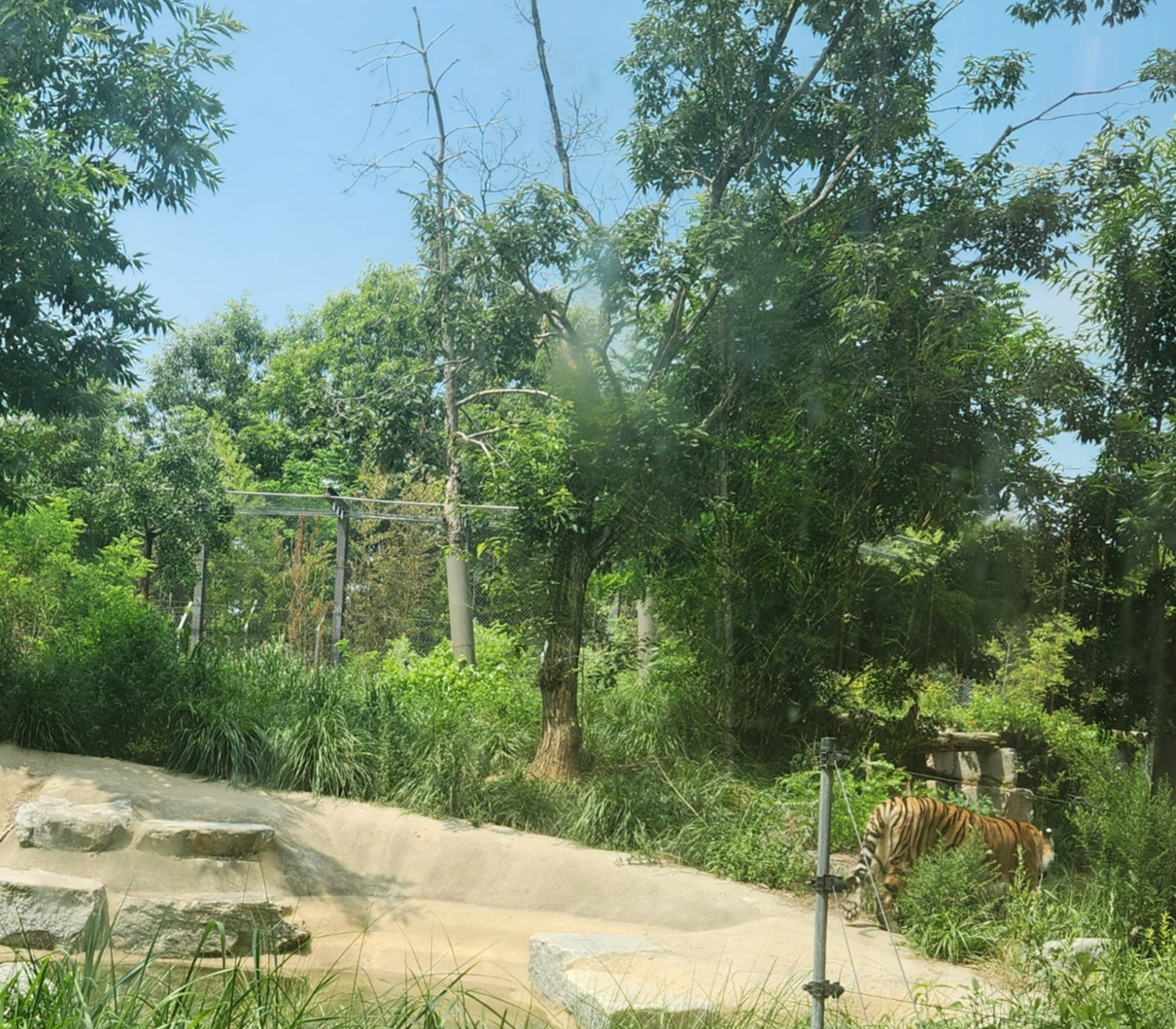 시베리아 호랑이
