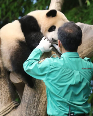 푸바오와-할아버지-강철원-사육사