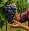 포도 효능