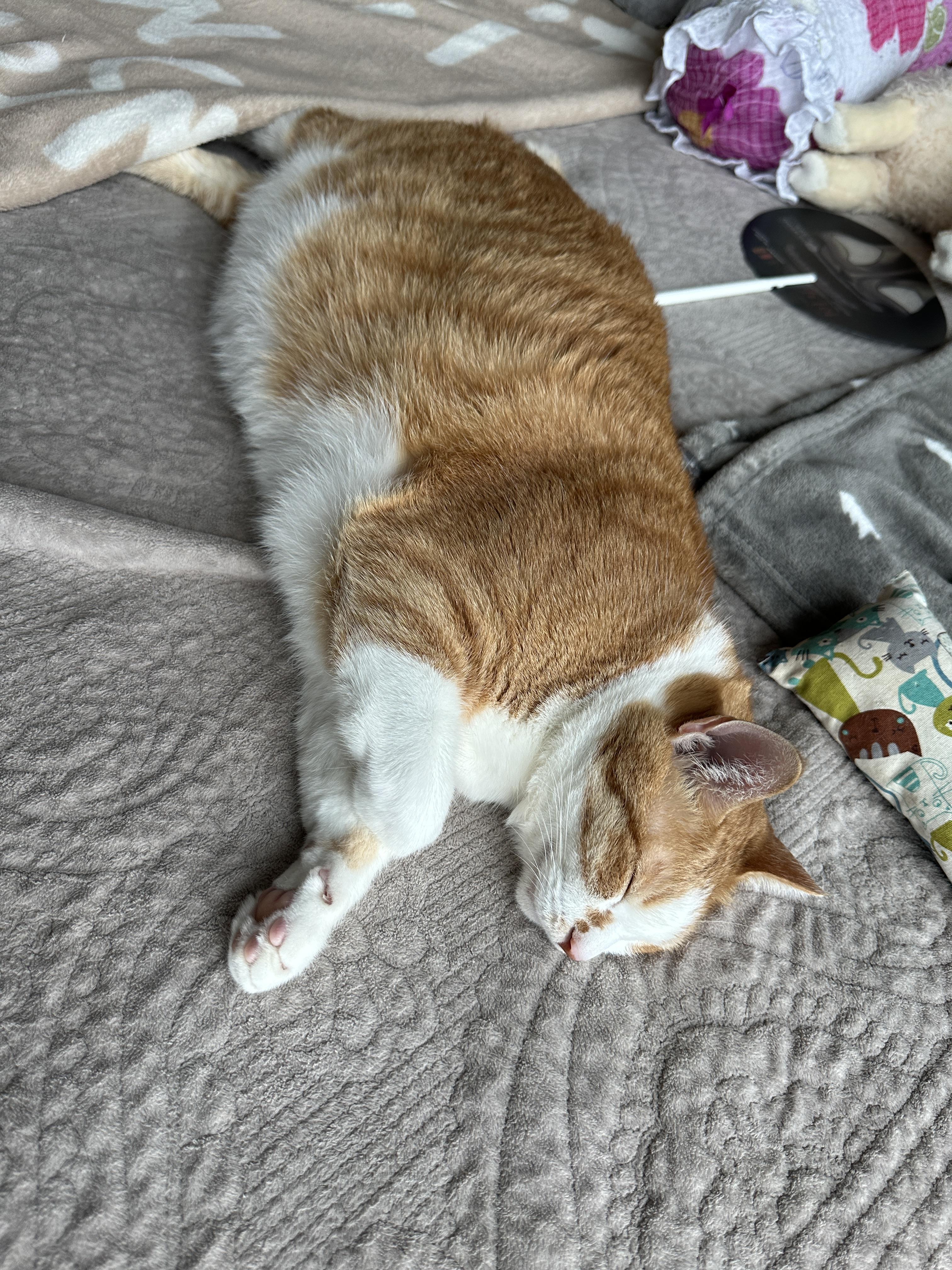 아기같이_자고_있는_호야