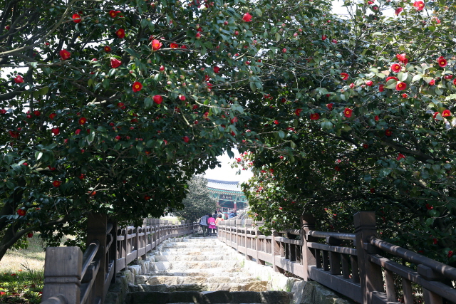 서천 동백꽃 주꾸미축제