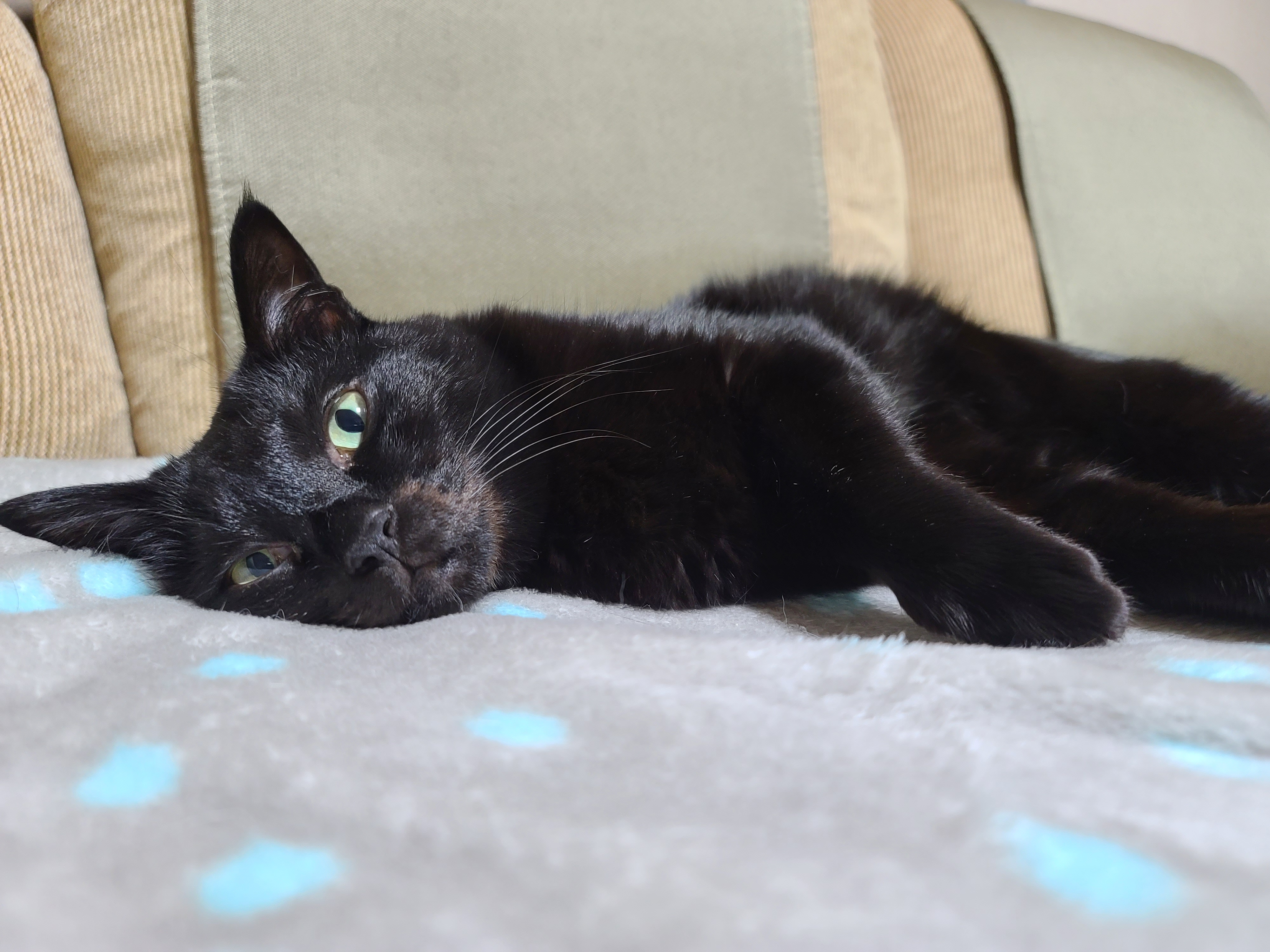 졸리지만 안자려고 노력하는 멋쟁이 고양이 건 ㅋ