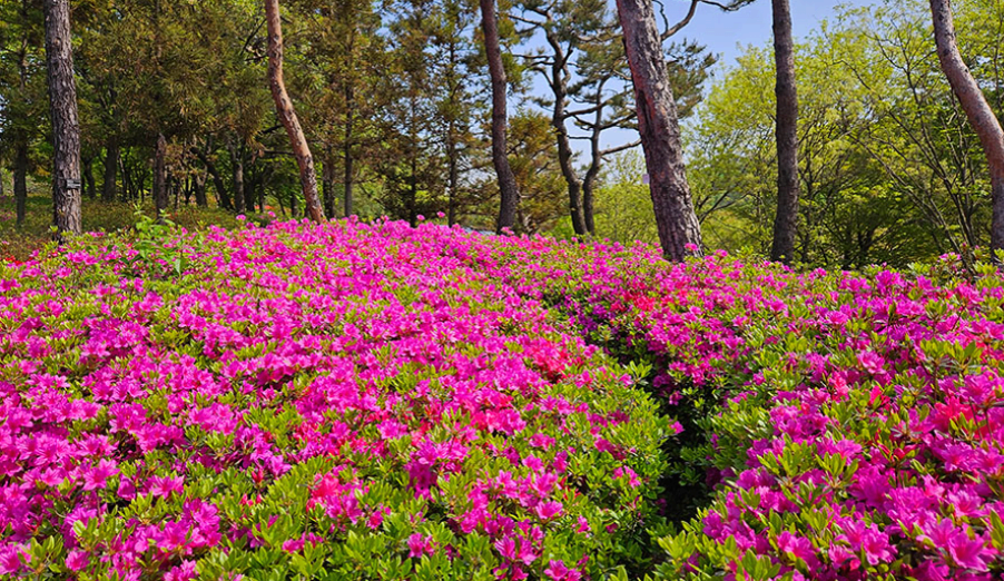 [4월 봄꽃 축제]제3회 영인산 철쭉제❘기간, 일정, 프로그램, 철쭉 개화 상황정리