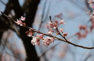 대구부터 경주까지! 솜사탕 같은 겹벚꽃 전국 3대 명소 및 인생샷 포토존 완벽 가이드