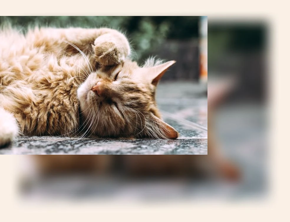 고양이 방묘창_2_subsection