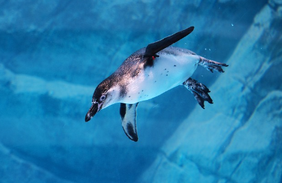 공영 동물원의 동물복지 기준은 무엇이 다를까?법적 기준, 관리 시스템, 사육환경 차이