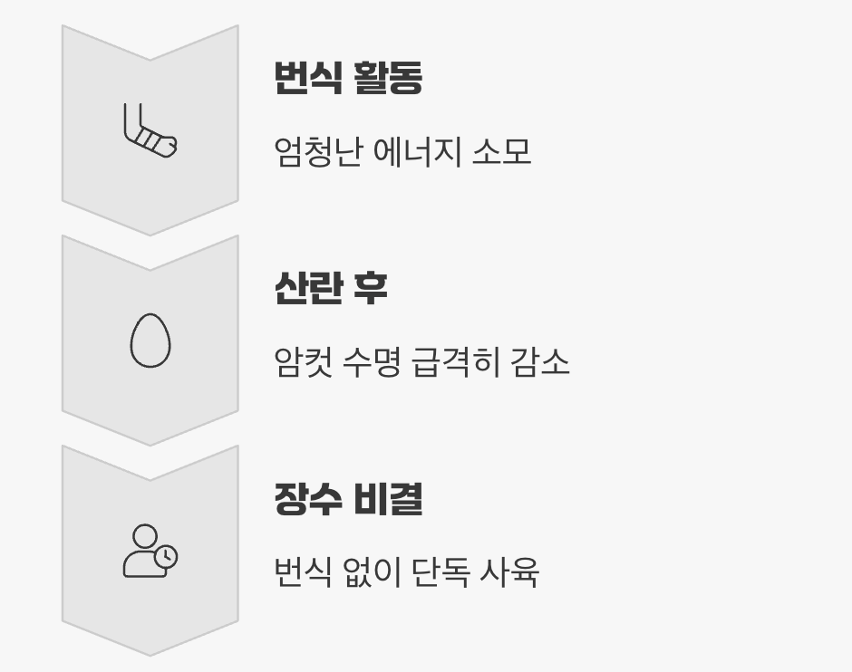 짝짓기와 수명, 현명한 선택