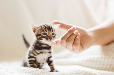 턱을 쓰다듬을 수 있는 귀여운 아기 고양이
