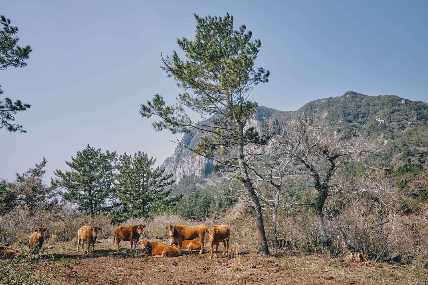 올레길 7코스 vs 10코스, 최고의 선택은? 🥾