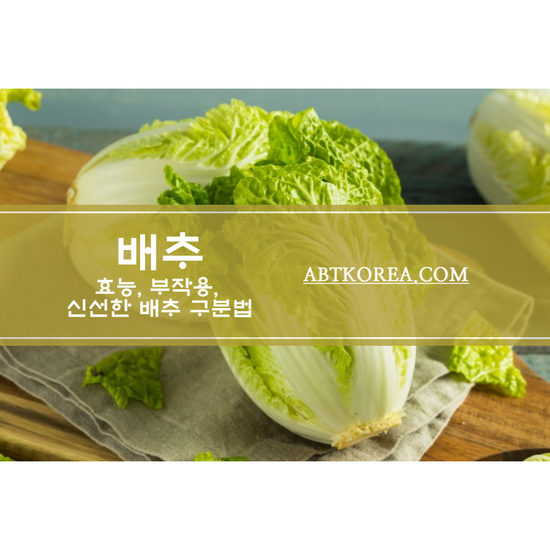 배추의 효능과 부작용, 신선한 배추 구분법, 보관법