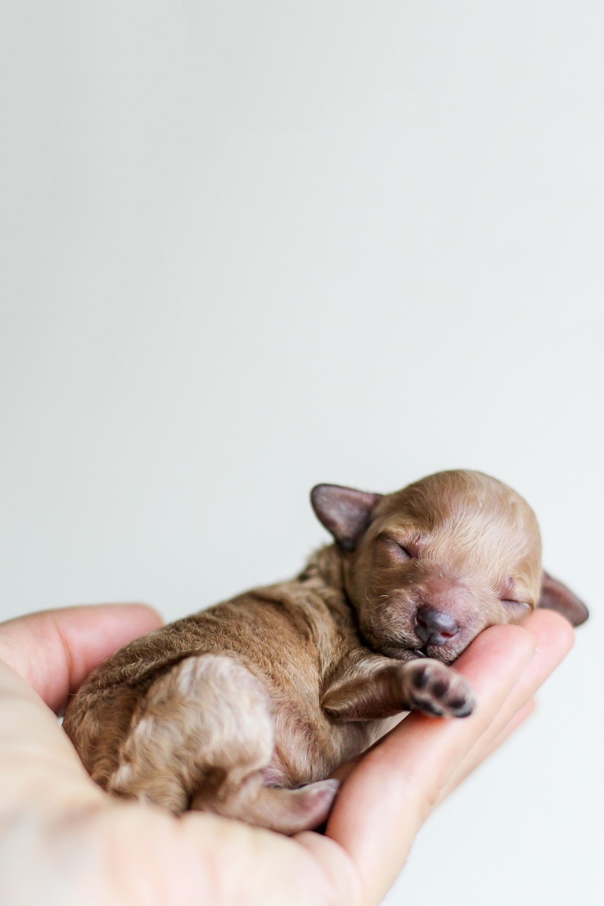 Manage the Growth of a Young Puppy