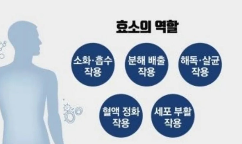 사람의 몸에서 효소의 기능적 역활 이미지
