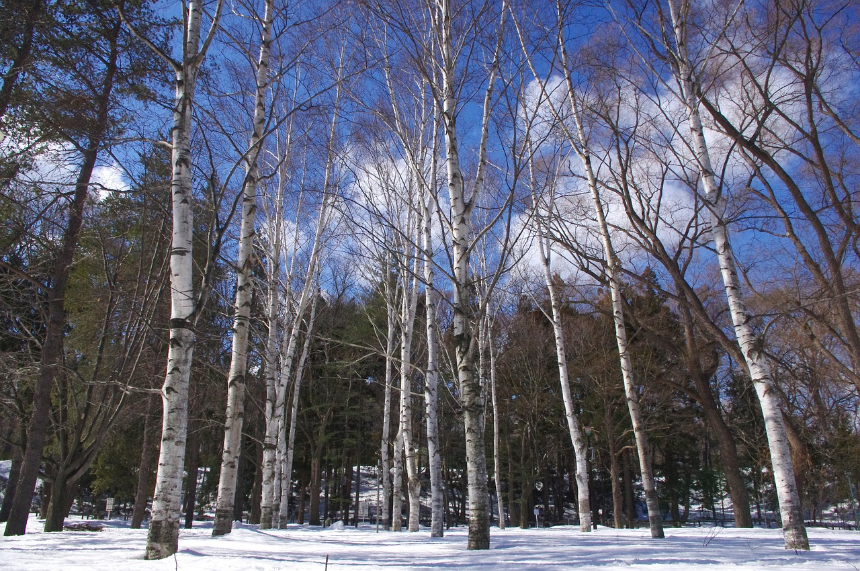 삿포로 여행 가이드 홋카이도의 매력을 한눈에!