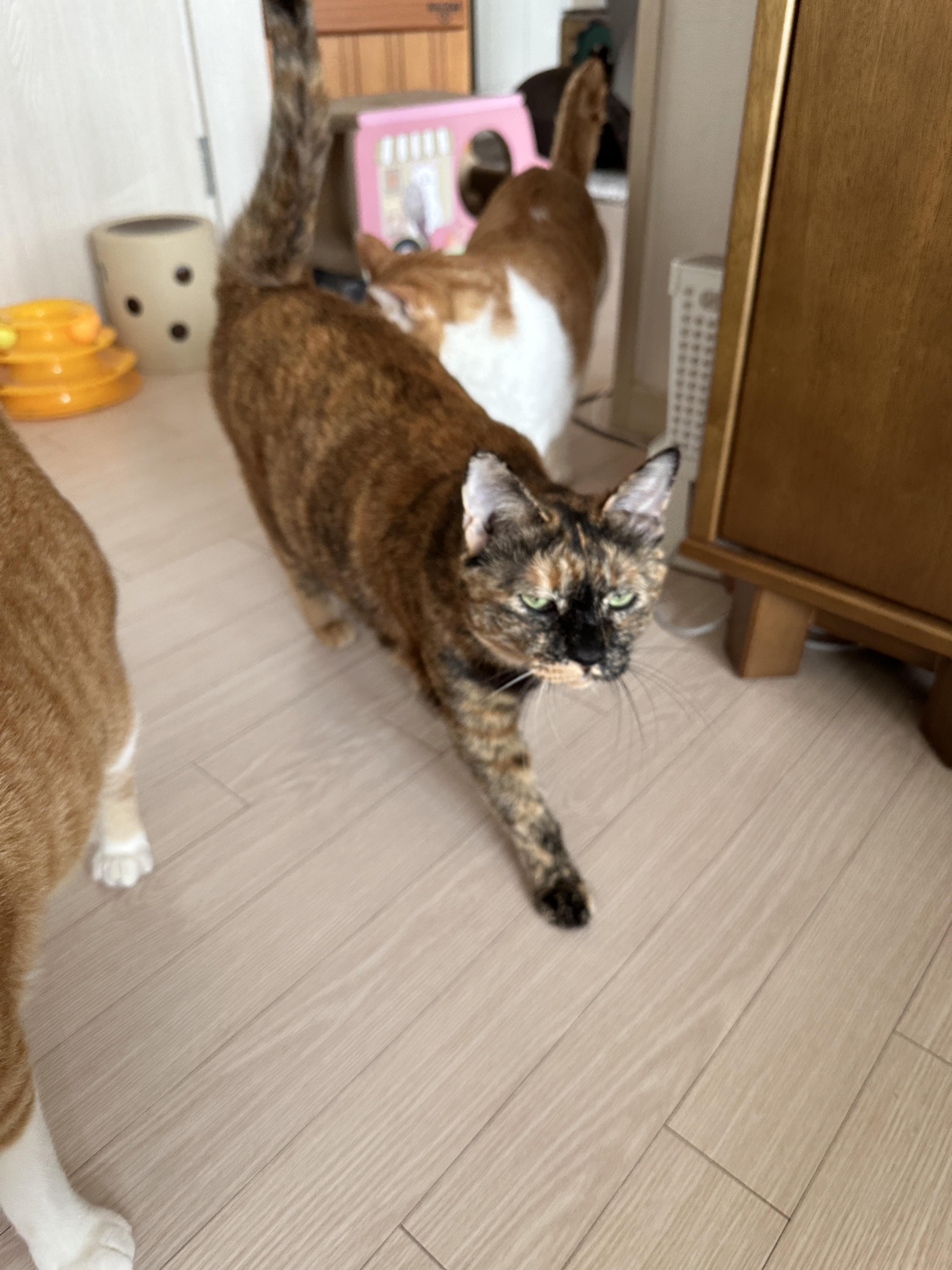 간식앞에서 기다릴줄 아는 '기다려'하는 고양이 사랑이 (feat.건이랑 막둥이)