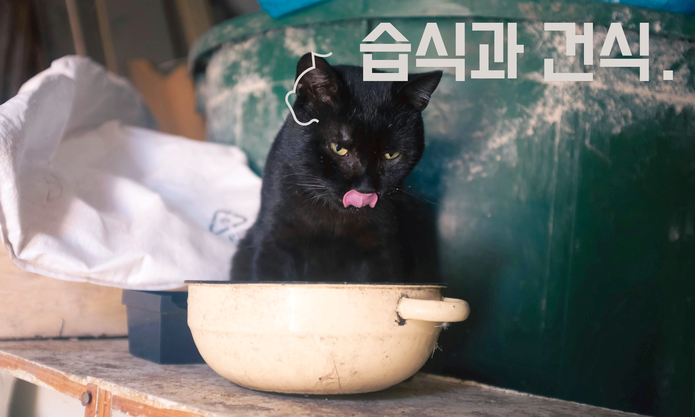 고양이-사료