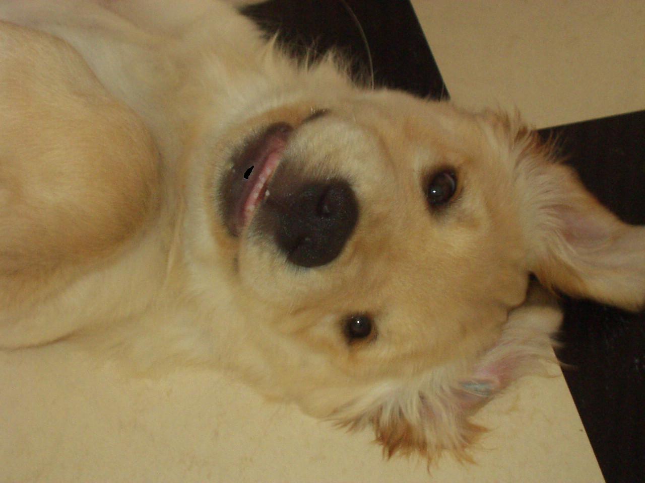 반려동물과 여행 관련 사진