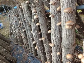 표고버섯 효능_11