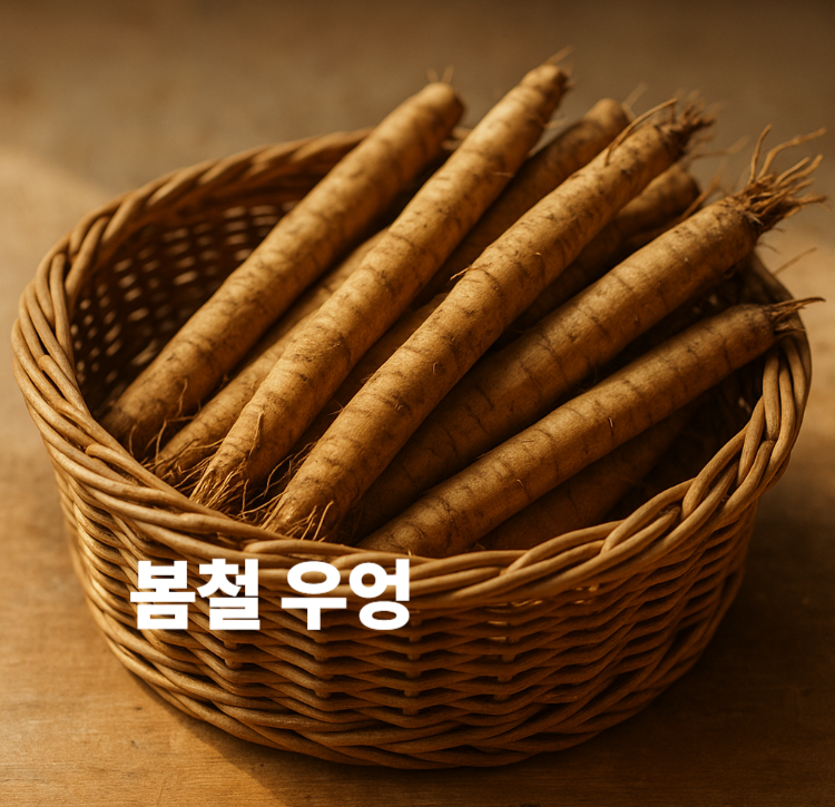 이눌린 폴리페놀 사포닌 풍부 노화방지 봄철 우엉 효능 영양성분