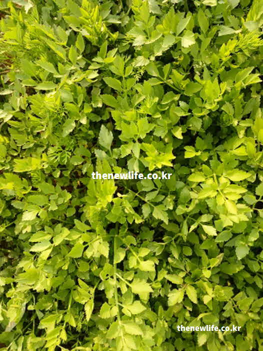 미나리 효능 콜레스테롤 감소 캠페스테롤 이소람네틴