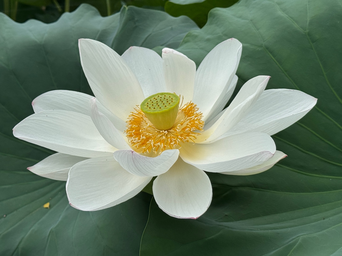 궁남지