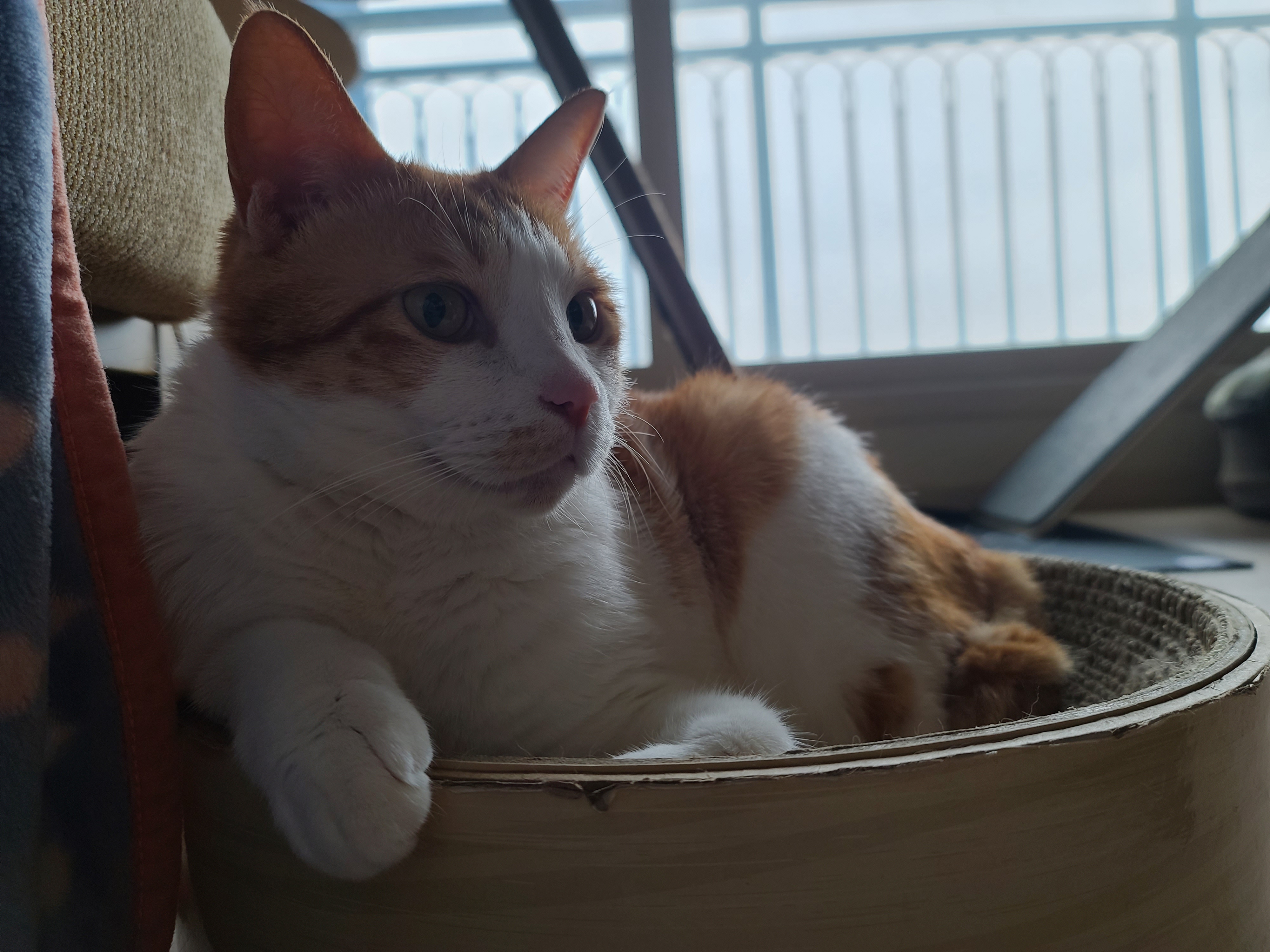 요즘 부쩍 인기가 높아진 '동 to the 그 to the 라미' 스크래쳐!