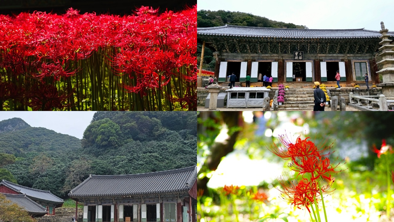 선운사 꽃무릇