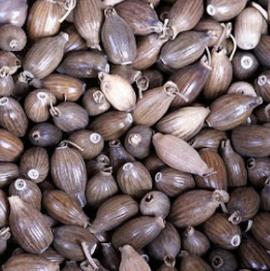 한국의 떡 종류 율무떡-율무