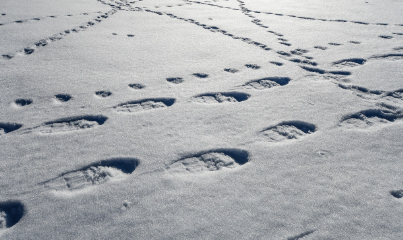 고대 생물의 이동 흔적