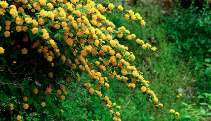 화담숲-예약하기