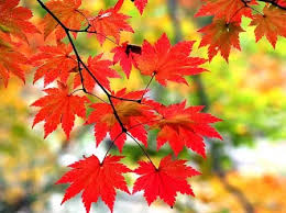 강원도 설악산, 오대산, 치악산 단풍 절정