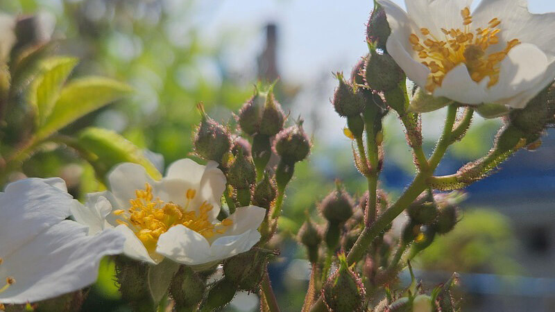 <img src="wild-rose-thorns-and-flowers
.jpg" alt="강인한 생명력을 상징하는 찔레나무의 날카로운 가시와 순백의 꽃">