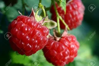 슈퍼푸드 라즈베리 산딸기 효능 섭취량 주의사항_10