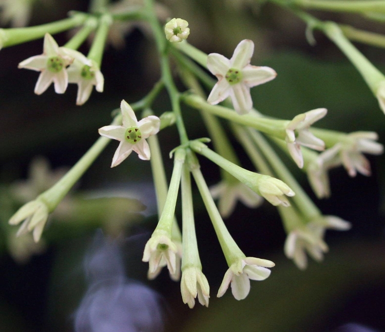 야래향 꽃이 핀 모습