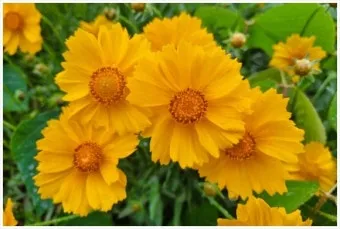 함안 악양생태공원 금계국 개화 시기와 사진 촬영 팁_7