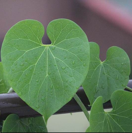 구두치 복용법과 시너지 효과